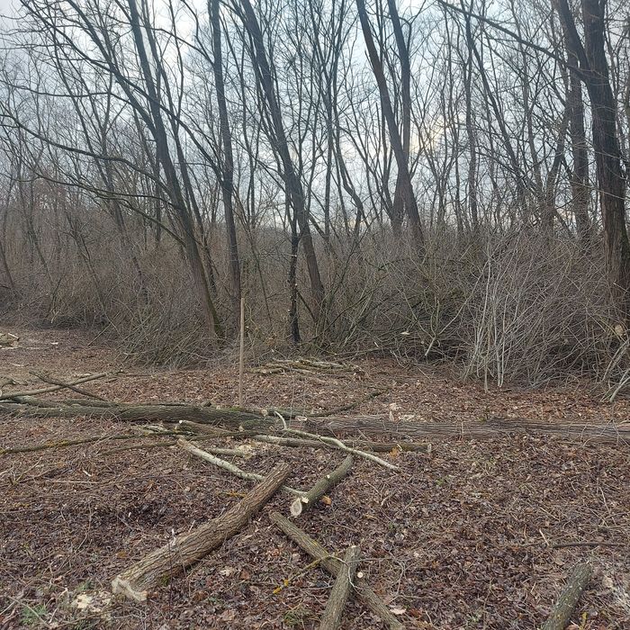 Defrișări,tăiat iarba,curățare teren,toaletare copaci la inaltime etc.