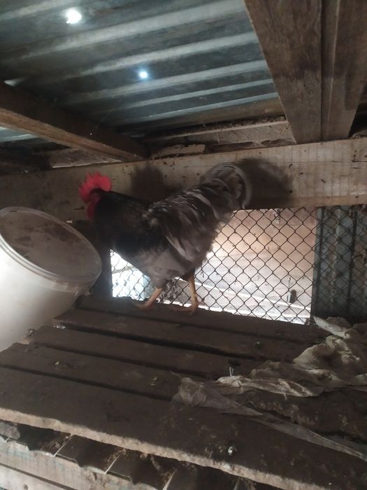 В продаже куры брама питухи