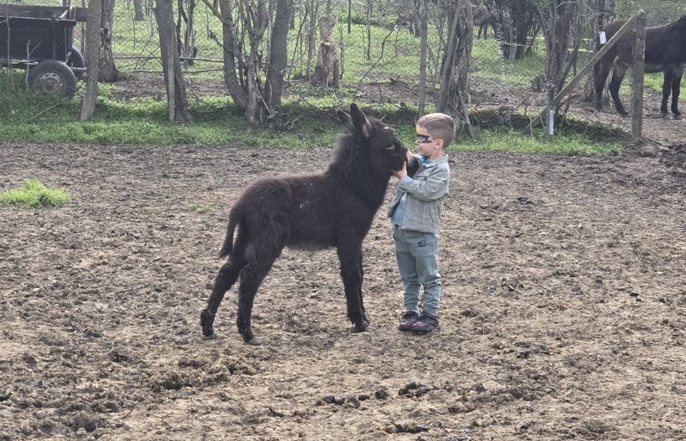 Мъжки   магаренца ( магаре )