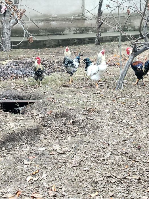 Xoroz 6 oylik Дамашний