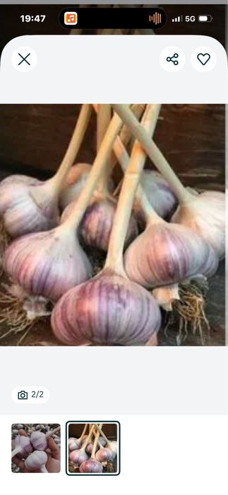 Продам домашний чеснок
