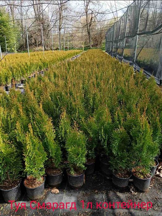 Туя(Смарагд, Фастигията и Ауреа Нана) и кипарис леилянди