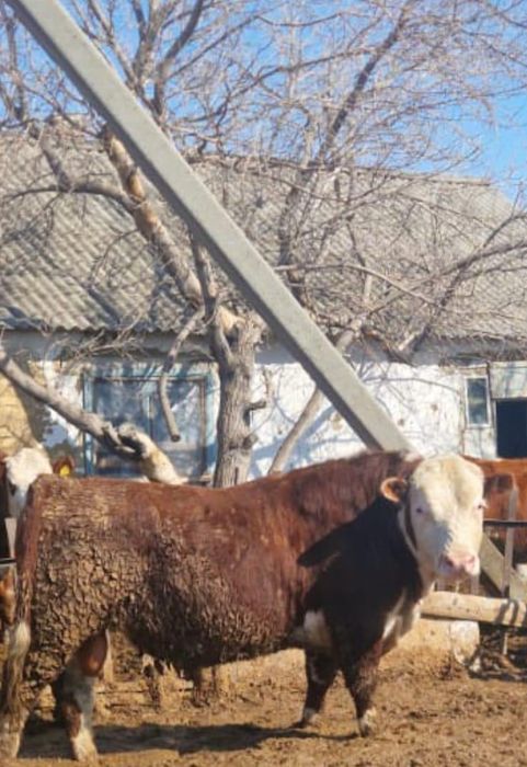 Продается бык 2 года