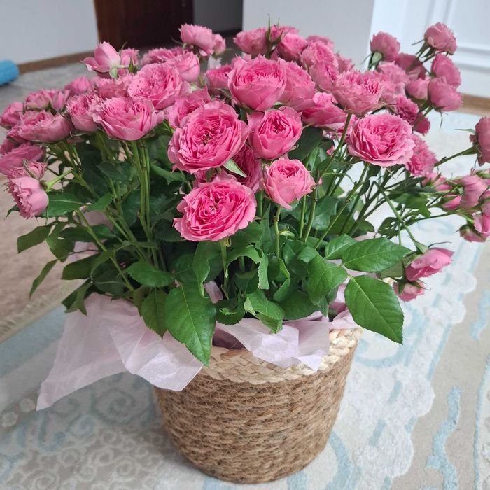Цветы, розы кустовые