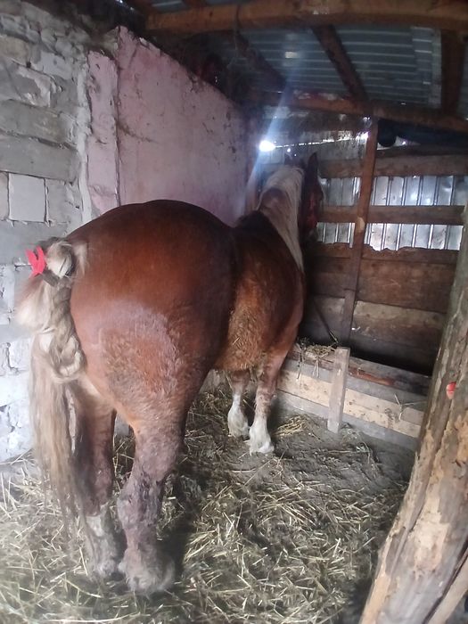 Mânz de 3 ani de vânzare