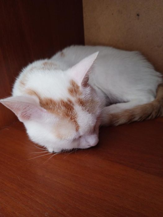 Mana shu oq va qora mushuklarni tekinga bervoraman