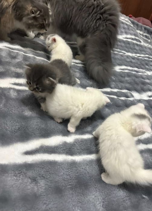 Mushukchalar sotiladi zotli narxi