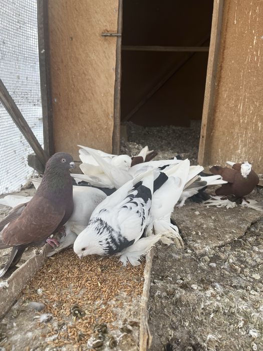Продам голубей, всех сразу