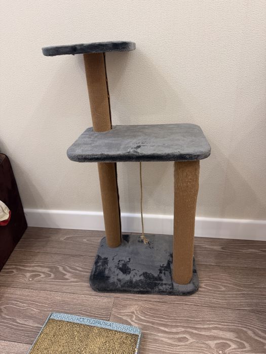 отдам кошку в добрые руки