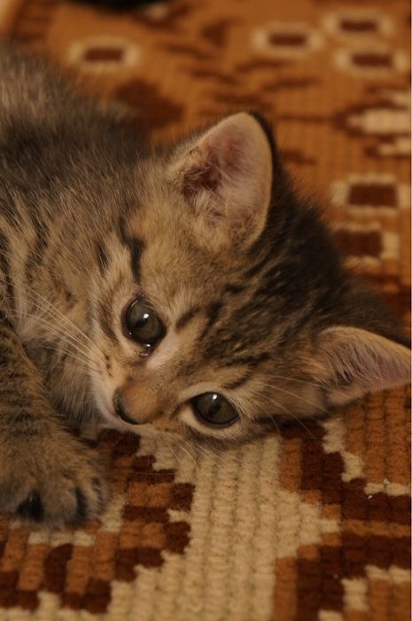 отдам котят в хорошие руки
