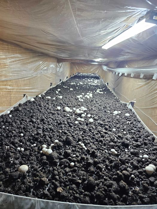 Продам грибницу шапиньенов.