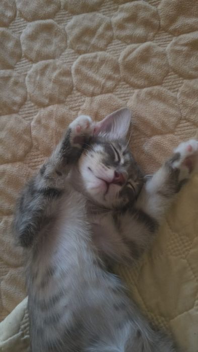 Мои сладкие котятки