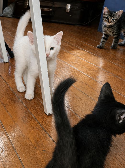 Котята от Турецкой Ангоры бесплатно