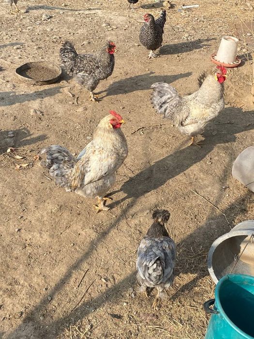 Қораздар сатылады