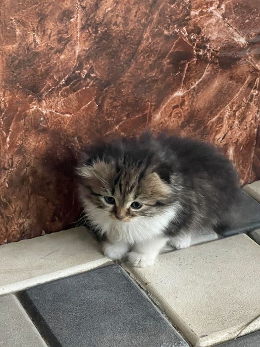 Мамины вислоушки! Котята-метисы от Scottish Fold