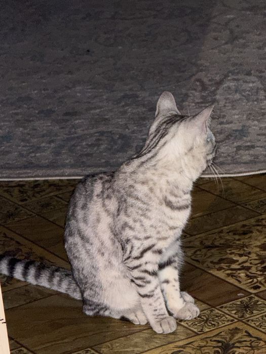 Продам шотландский