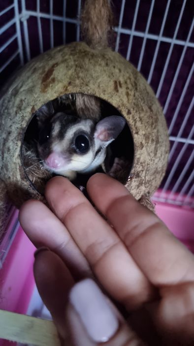 Veverițe zburătoare sugar glider
