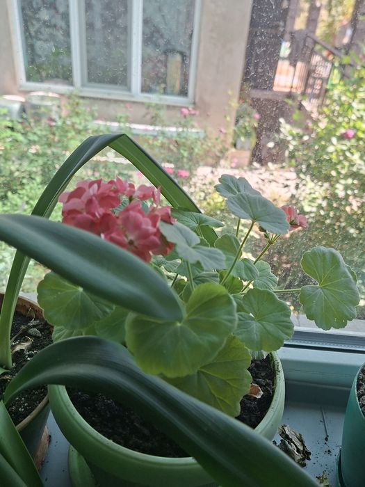 Продам комнатные растения