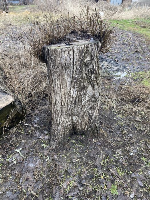 Дерево тутовник и карагач