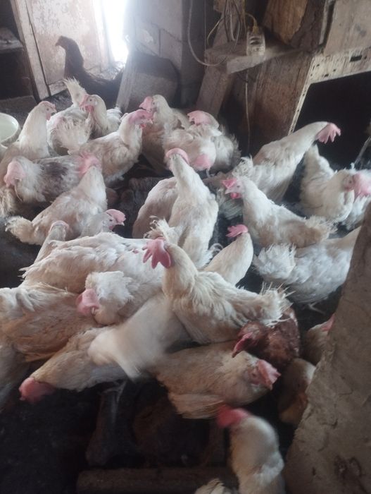 Продам суточных циплят