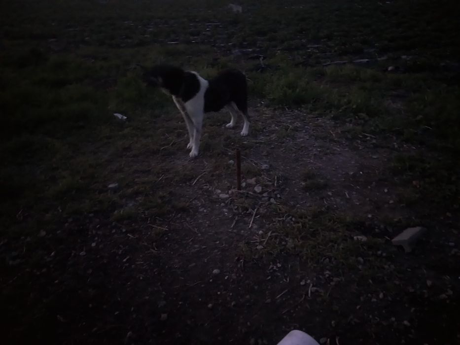 Отдам собаку девочка два года