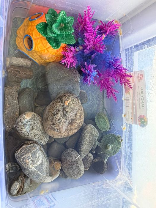 Красноухие черепахи