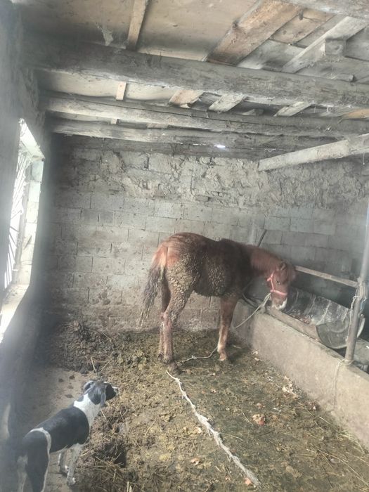 Тай стылады Байсерке ауылы