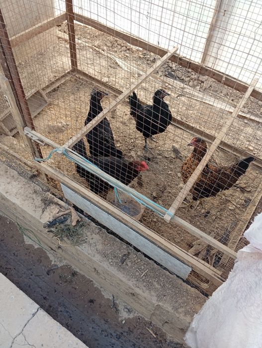 7-oylik tovuqlar xoʻroz 4 ta dona toza boqilgan johori va start berilg