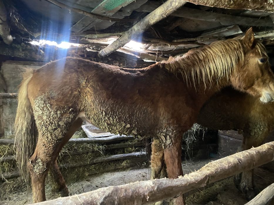 Продам дөнен , құнан , байтал