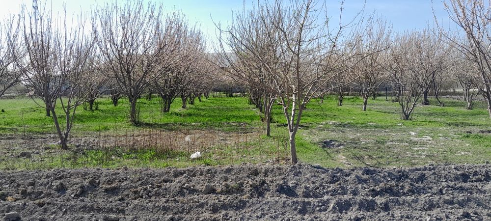 Manzil: Samarqand viloyati Ishtixon Tumani , Mitan sh. Qiyot mfy