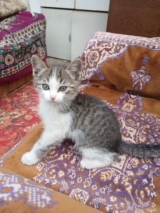 Котенок мальчик помесь с мейнкуном