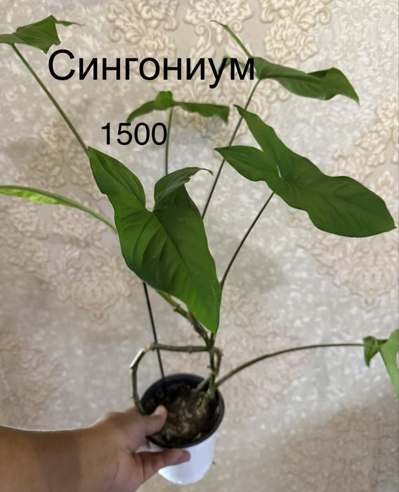 Панданус Криптантус,КРАССУЛА ГОЛЛУМ ,Монстера,Хойя,Сингониум