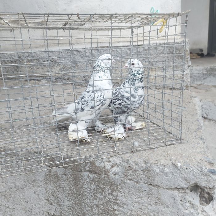 Челкар оба самец 1 гребля