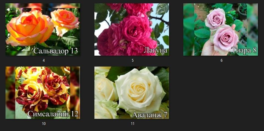 Корни роз продам