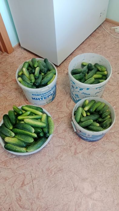 Продам огурцы домашние ( не полевые)