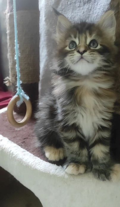 Котята мейн кун полидакт