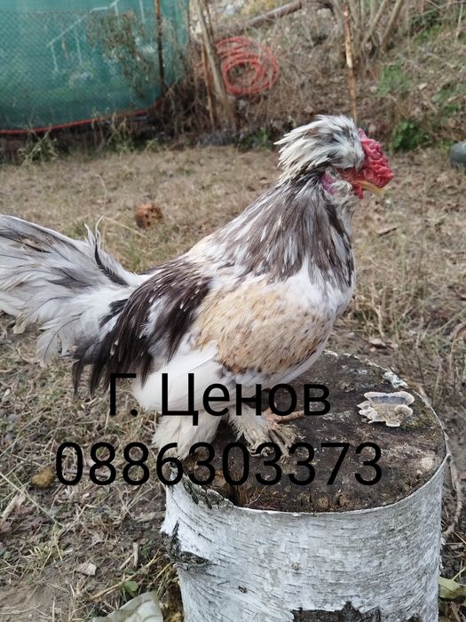 Продавам  джинки струмски бантам