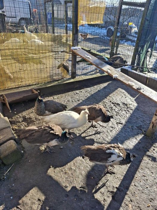 Pauni din 2025, si masculi cameo si violet din 2023