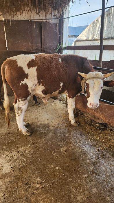 Мол сотилади Бухоро