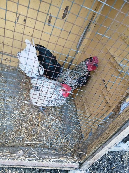 Сибрайт Серебро Хурозлар