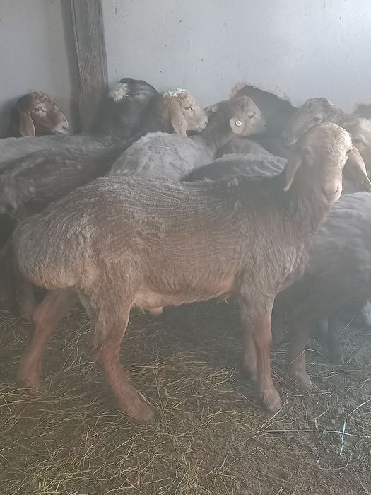 Продам барана на племя