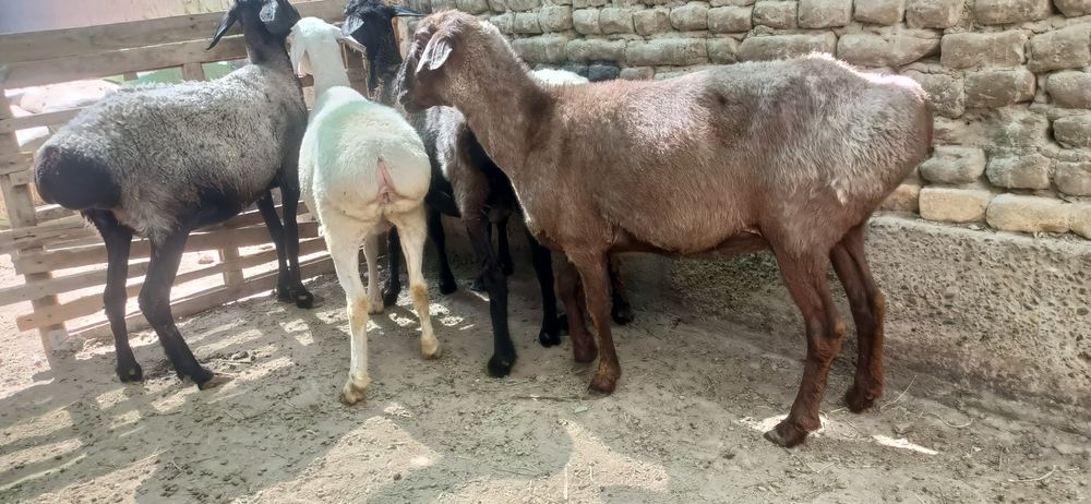 5 та семиз куйлар сотилади