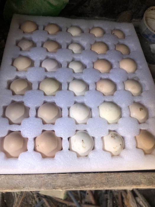 Oua pentru incubat rase mari de prestigiu