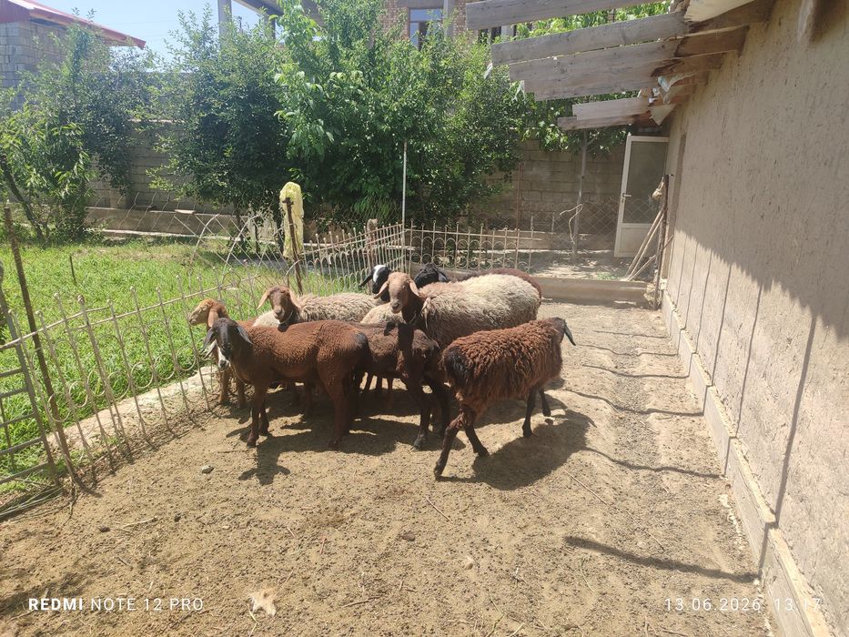 10 та куй сотилади
