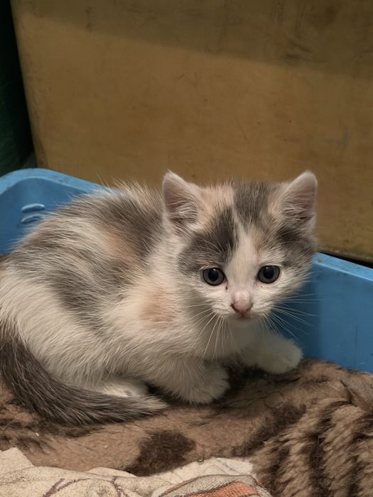 Отдадим котят в добрые руки
