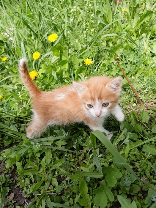 Отдам в добрые руки котят.