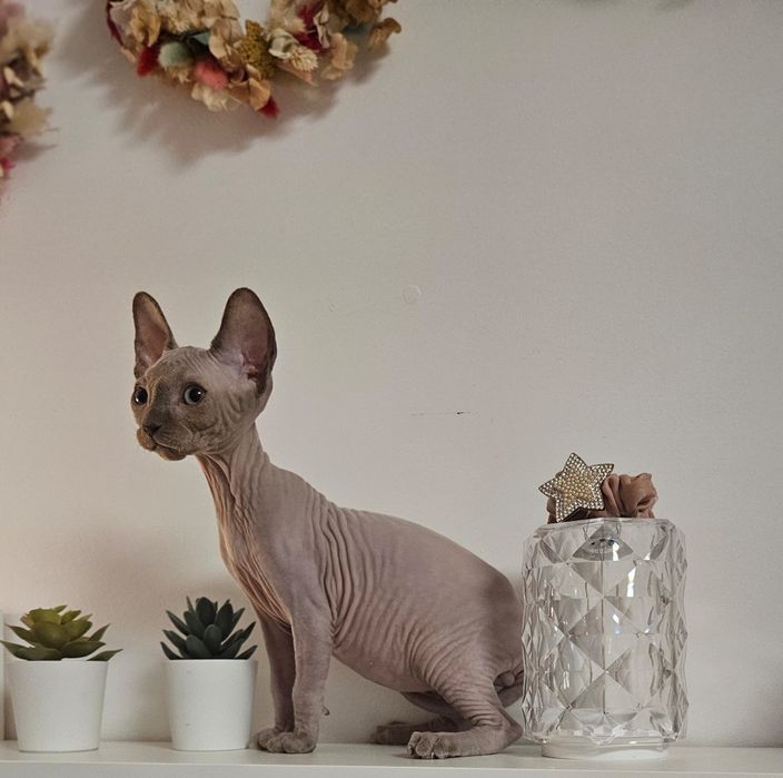 Baietel sphynx/sfinx  deosebit