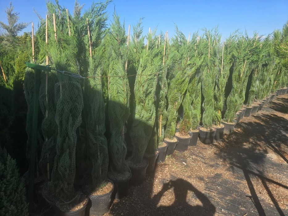 Vând tuia leylandii suntem producător oferim livrare gratuita în toată