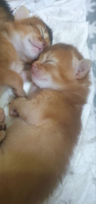 Продаётся Абессинский котята