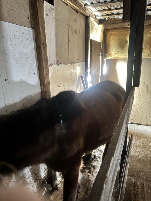 бие сатылымда.